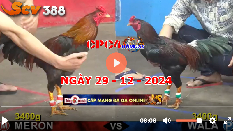 Đá gà CPC4 ngày 29-12-2024