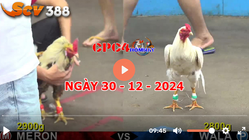 Đá gà CPC4 ngày 30-12-2024