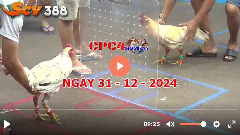 Đá gà CPC4 ngày 31-12-2024